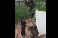 (ویدئو) تلاش سه توله خرس برای بالا رفتن از دیوار یک خانه