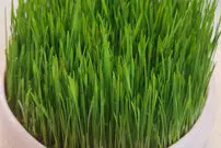 (ویدئو) یک روش عالی برای کاشت سبزه عید بدون بوی بد