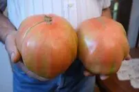 (ویدئو) کاشت و برداشت گوجه فرنگی های غول پیکر صورتی توسط این پدربزرگ اسپانیایی