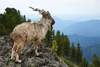 واقعیاتی دربارۀ «مارخور»؛ افسانۀ زندۀ کوهستان‌های پاکستان با نام فارسی