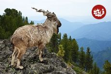 واقعیاتی دربارۀ «مارخور»؛ افسانۀ زندۀ کوهستان‌های پاکستان با نام فارسی