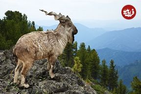 واقعیاتی دربارۀ «مارخور»؛ افسانۀ زندۀ کوهستان‌های پاکستان با نام فارسی