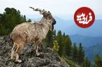 واقعیاتی دربارۀ «مارخور»؛ افسانۀ زندۀ کوهستان‌های پاکستان با نام فارسی