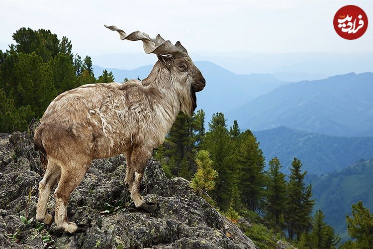 واقعیاتی دربارۀ «مارخور»؛ افسانۀ زندۀ کوهستان‌های پاکستان با نام فارسی