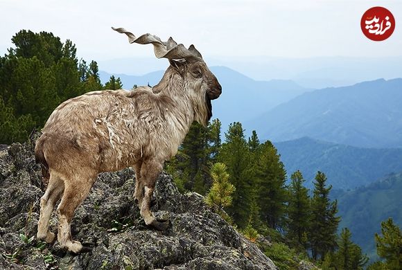 واقعیاتی دربارۀ «مارخور»؛ افسانۀ زندۀ کوهستان‌های پاکستان با نام فارسی