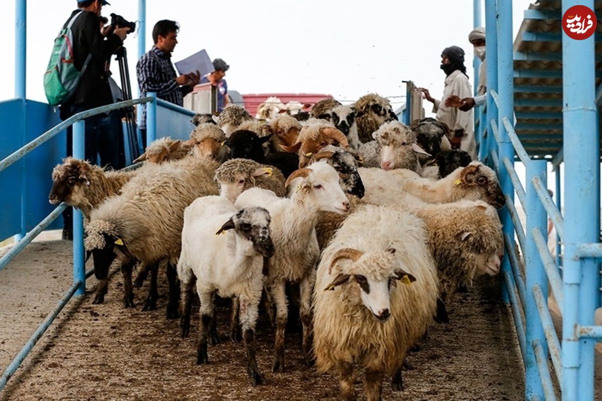 جدول؛ قیمت جدید دام‌زنده ۳۰ تیرماه ۱۴۰۴ اعلام شد؛ گوسفند ارزان شد، گوساله گران