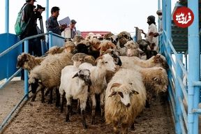 جدول؛ قیمت جدید دام‌زنده ۳۰ تیرماه ۱۴۰۴ اعلام شد؛ گوسفند ارزان شد، گوساله گران