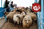 جدول؛ قیمت جدید دام‌زنده ۳۰ تیرماه ۱۴۰۴ اعلام شد؛ گوسفند ارزان شد، گوساله گران