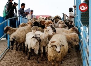 جدول؛ قیمت جدید دام‌زنده ۳۰ تیرماه ۱۴۰۴ اعلام شد؛ گوسفند ارزان شد، گوساله گران