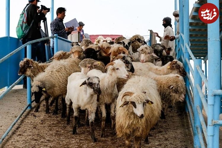 جدول؛ قیمت جدید دام‌زنده ۳۰ تیرماه ۱۴۰۴ اعلام شد؛ گوسفند ارزان شد، گوساله گران