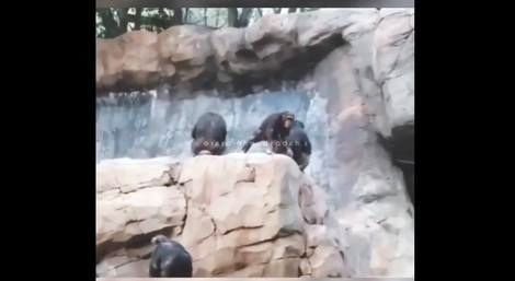 ( ویدیو) ادب کردن میمون بازیگوش با ترکه توسط مادرش 