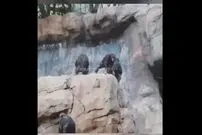 ( ویدیو) ادب کردن میمون بازیگوش با ترکه توسط مادرش 
