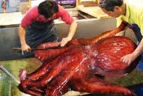 (ویدئو) چگونه هشت پاهای غول پیکر صید، برش و پردازش می شوند؟
