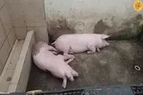 (ویدئو) نگهداری زندانیان از خوک‌ها در زندان فوق امنیتی!