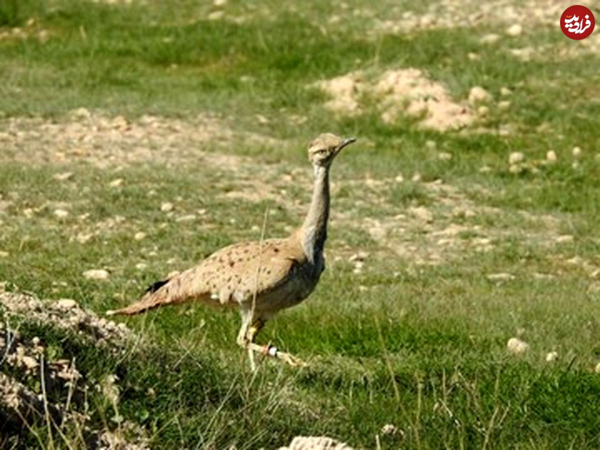 (عکس) قاچاق یک پرنده در حال انقراض به کشورهای حاشیه خلیج فارس