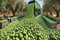 (ویدئو) فرآیند کاشت، برداشت و فرآوری صدها تن زیتون از نمای نزدیک