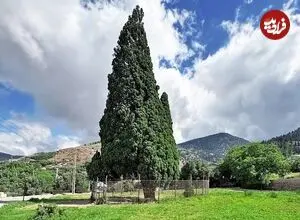 عکس| سفر زمان؛ اردوی ناصرالدین شاه در پای «درخت سرو معروف منجیل»