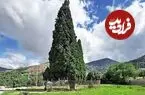 عکس| سفر زمان؛ اردوی ناصرالدین شاه در پای «درخت سرو معروف منجیل»