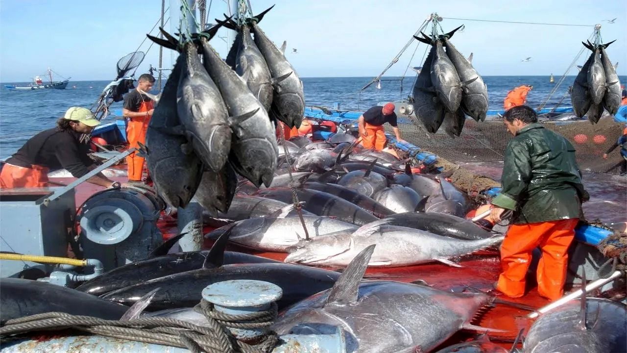 (ویدئو) ببینید ماهیگیران چگونه هزاران ماهی تن بزرگ را با تور صید می کنند