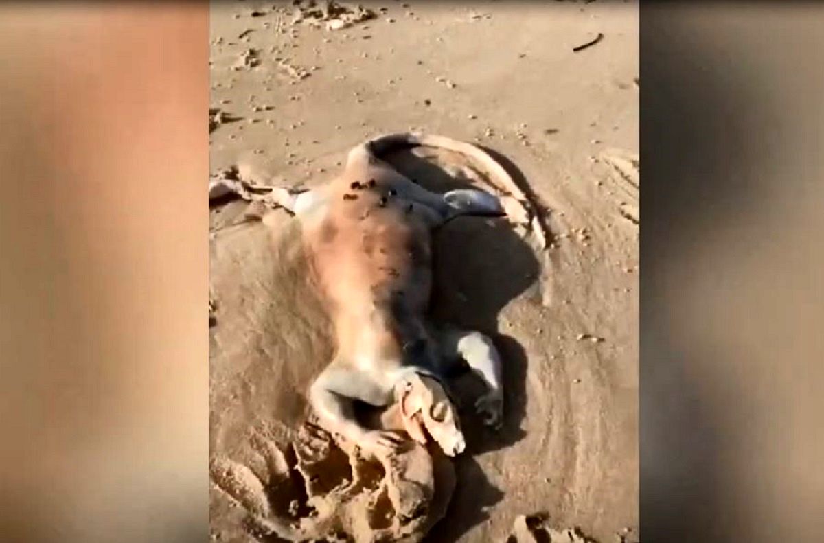 (ویدئو) کشف یک موجود ترسناک و بیگانه در سواحل استرالیا