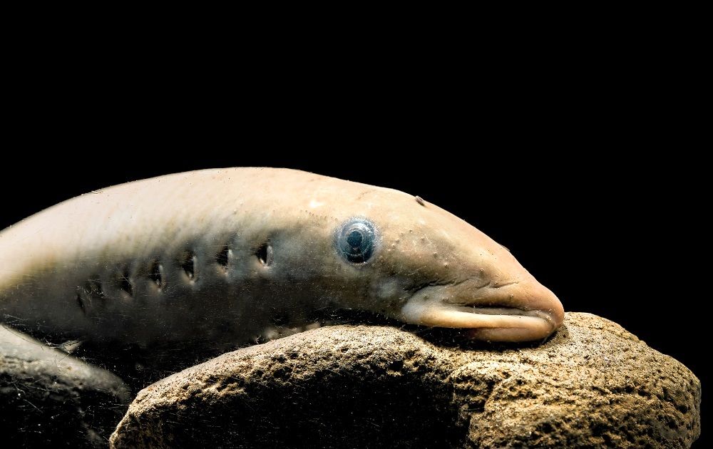 (عکس) این ماهی عجیب ترین دهان را دارد؛ یک انگل خطرناک و خونخوار واقعی!