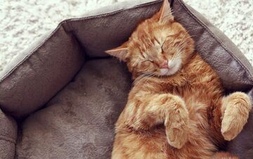 یک کشف عجیب و غریب؛ گربه‌ها خواب‌های شگفت انگیز می‌بینند!