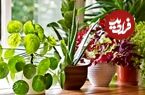 ۸ گیاه آپارتمانی که خیر و برکت را به خانه می‌آورند!
