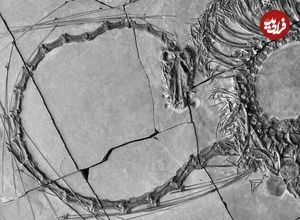 فسیل «اژدهای چینی» 5 متری با قدمت 240 میلیون سال در چین کشف شد