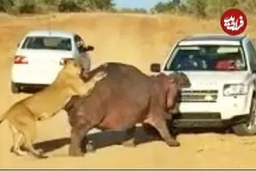ببینید| اسب آبی وسط حمله شیرها خودروی لندرور گردشگران را گاز گرفت!