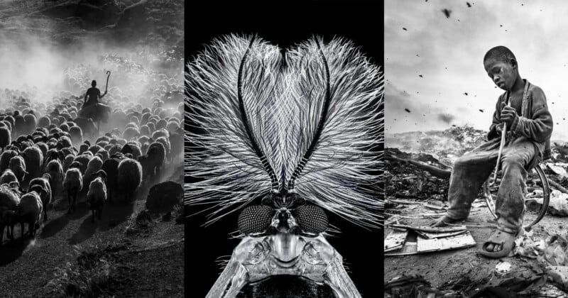 (تصاویر) برندگان مسابقه عکاسی سیاه و سفید در سال ۲۰۲۳ از ۷۷ کشور
