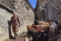 (عکس) بز «مَرخز» کردستان؛ بزی کمیابی که تنها در شهر بانه پیدا می‌شود 