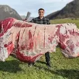 ببینید| غذای روستایی در آذربایجان؛ تهیه شاورما با یک گاو 100 کیلوگرمی