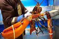 ببینید| غذای خیابانی در آمریکا؛ تهیه سالاد با لابستر بزرگ و دراگون فروت در نیویورک