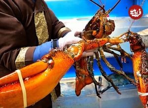 ببینید| غذای خیابانی در آمریکا؛ تهیه سالاد با لابستر بزرگ و دراگون فروت در نیویورک