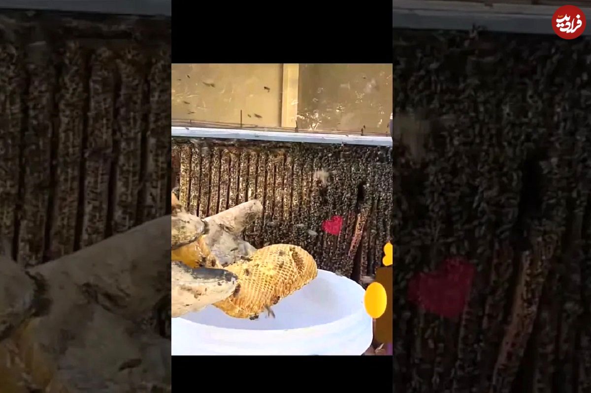 (ویدئو) کشف یک کندوی عسل 55 کیلویی که 70 هزار زنبور در دیوار یک خانه ساختند!