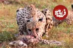ببینید| رفتاری نادر و تکان‌دهنده در حیات وحش؛ یوزپلنگ مادر توله خودش را خورد