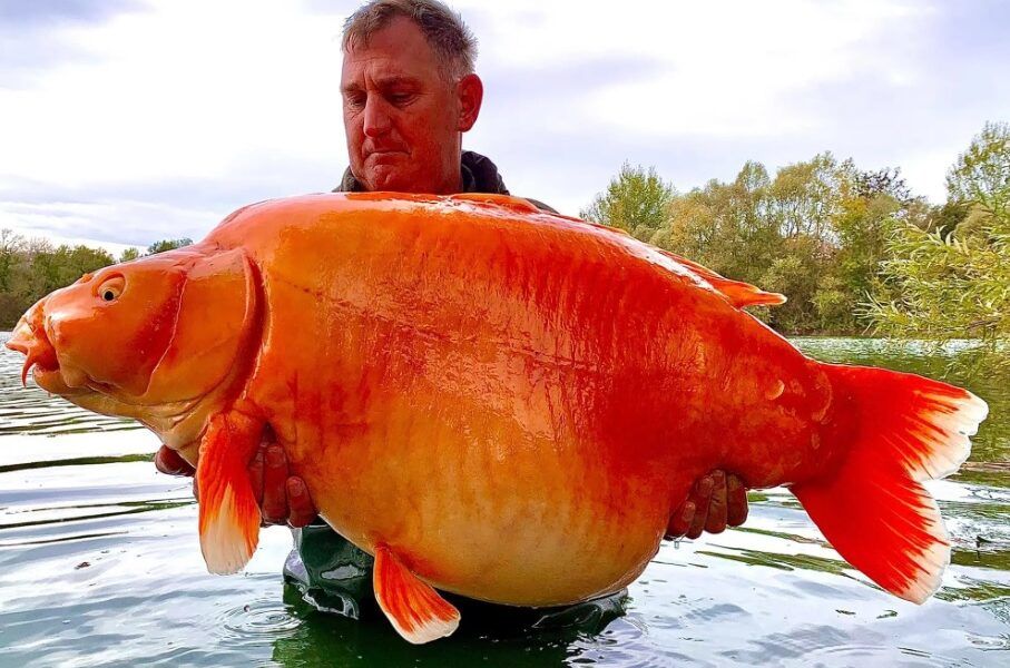 ماهیگیر خوش‌شانس یک ماهی قرمز 30 کیلوگرمی صید کرد