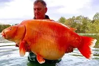 ماهیگیر خوش‌شانس یک ماهی قرمز 30 کیلوگرمی صید کرد