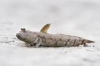 (ویدئو) گل‌ خورک؛ ماهی عجیب و زنده ای که در خاک زندگی می کند!