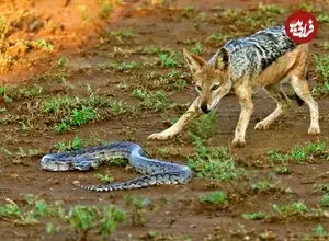 ببینید| شجاعت دیدنی مار پیتون در برابر شغال های گرسنه!