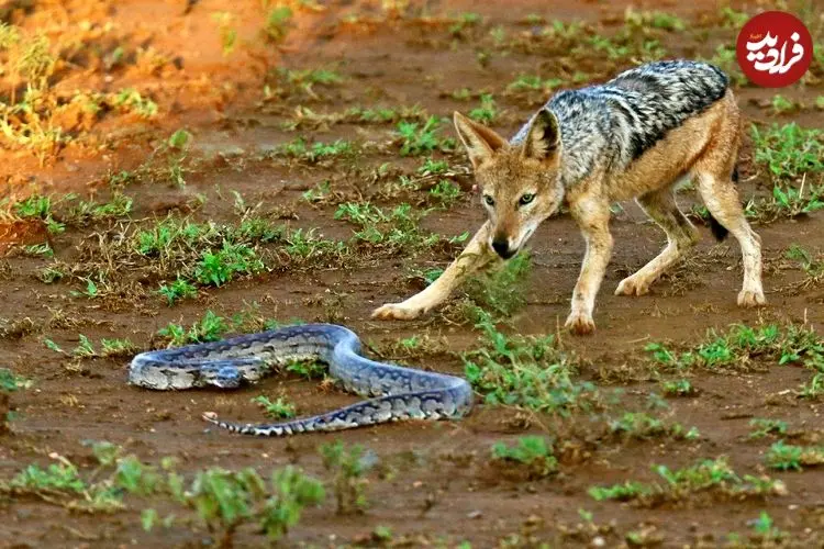 ببینید| شجاعت دیدنی مار پیتون در برابر شغال های گرسنه!
