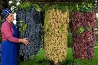 (ویدئو) فرآیند برداشت و تهیه مربای انگور به روش یک زوج روستایی آذربایجانی 