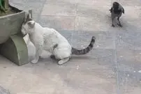  (ویدئو) شوخی بامزه یک کلاغ با گربه گرفتار شده!