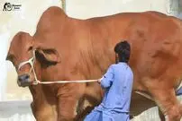 (ویدئو) پنجمین گاو بزرگ جهان با 1142 کیلوگرم وزن و 180 سانتی متر قد را ببینید