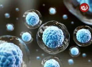 پروتئینی که می‌تواند سلول‌های بنیادی را «جوان» کند