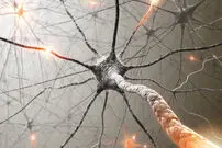 رفتار حیرت‌آور موجوداتی بی‌مغز