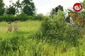 ببینید| تلاش شجاعانه یوزپلنگ ماده برای محافظت از توله اش در برابر پلنگ گرسنه