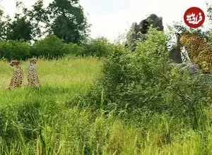 ببینید| تلاش شجاعانه یوزپلنگ ماده برای محافظت از توله اش در برابر پلنگ گرسنه