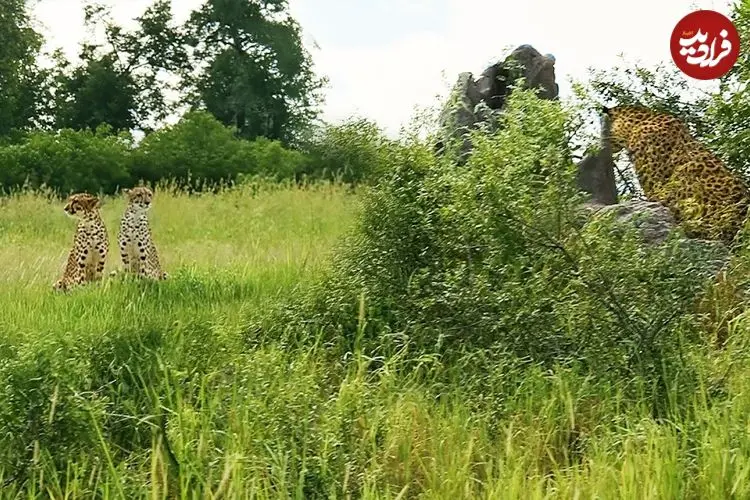ببینید| تلاش شجاعانه یوزپلنگ ماده برای محافظت از توله اش در برابر پلنگ گرسنه