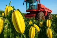 ببینید؛ مراحل کاشت، برداشت و فرآوری هزاران تن میوه ستاره ای در تایلند